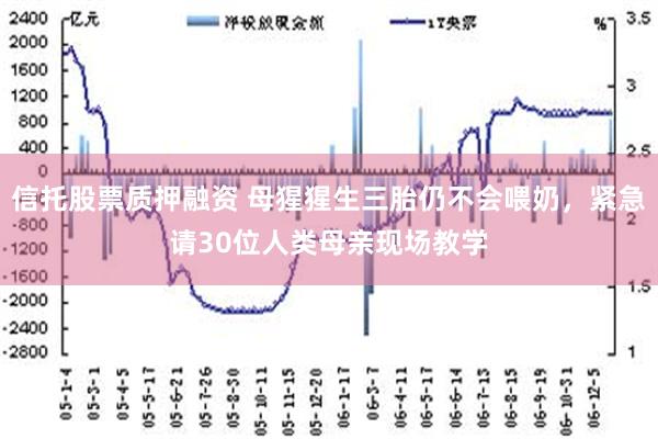 信托股票质押融资 母猩猩生三胎仍不会喂奶，紧急请30位人类母亲现场教学